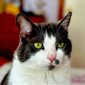 Meet your Posher, Meghan